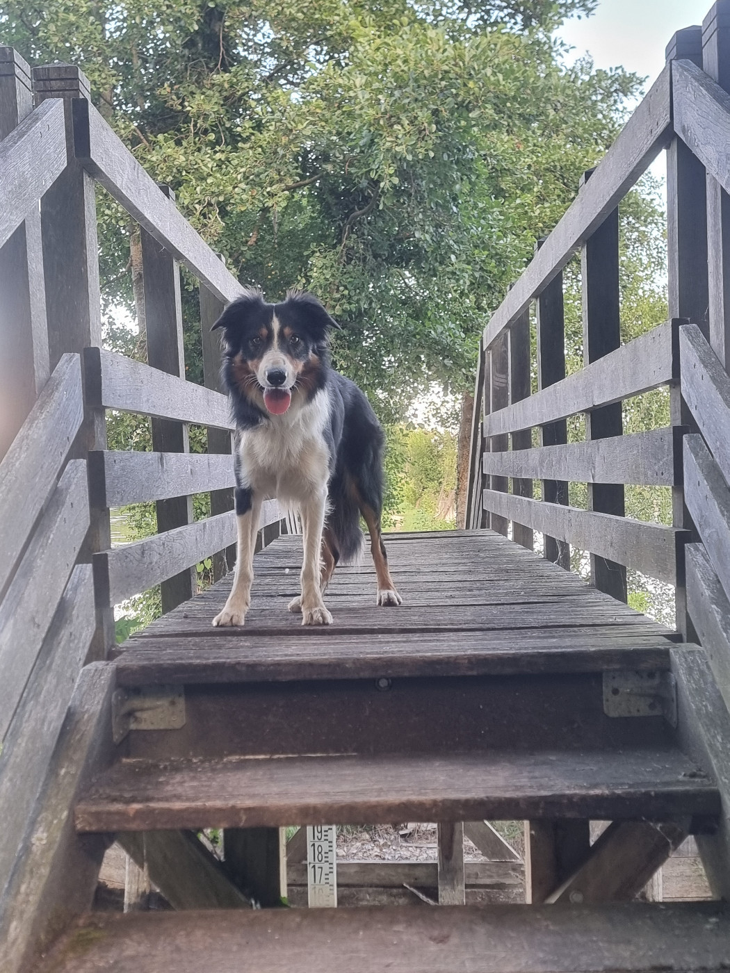 Ted de l'arbre madame